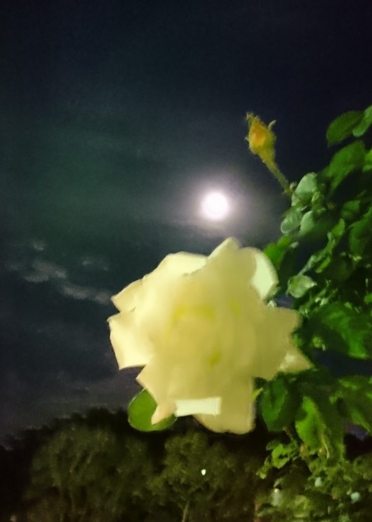 横浜の　薔薇と満月